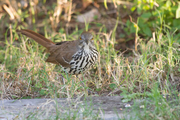 Long-billed Thrasher on ground.