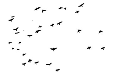 Black vector flying birds flock silhouettes isolated on white background