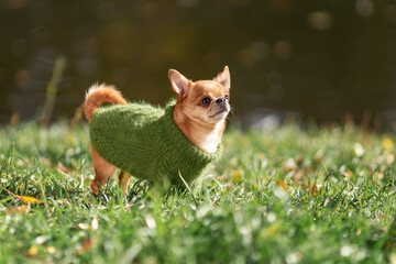 Cute little chihuahua dog walking on green grass wearing green knitted clothes at summer nature in...