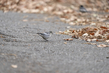 地面を練り歩くハクセキレイ