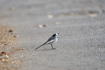 地面を練り歩くハクセキレイ