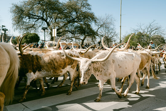 herd of longhorns walking down street