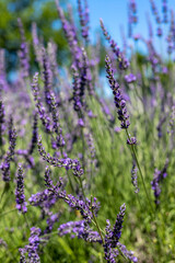 lavender flowers in region