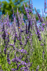 bees with lavender