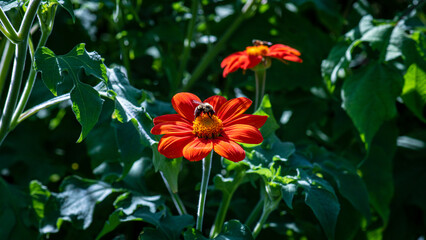 bee in the flower garden