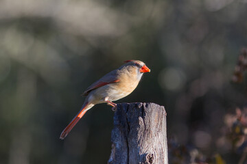Northern Female Cardinal with attitude on stump.