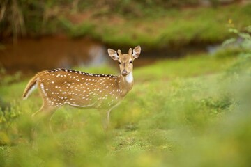 Female of Axis, Axis indický, Spotted deer or Chital or axis axis at forest Sri Lanka,