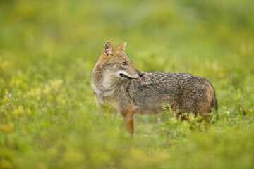 Sri Lanka wildlife, Golden jackal, Canis aureus, feeding scene on meadow, Wild dog behaviour scene in nature. Mountain animal in the habitat, 