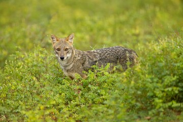 Sri Lanka wildlife, Golden jackal, Canis aureus, feeding scene on meadow, Wild dog behaviour scene in nature. Mountain animal in the habitat, 