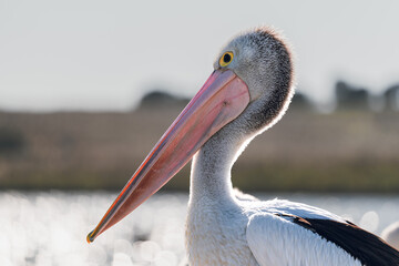 Close up picture of a white stork in Australia