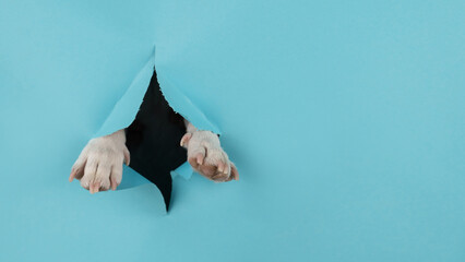 Dog paws sticks out of a hole in a paper blue background. Copy space. 