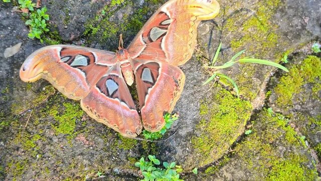 an elder brown atlas moth crawling in a circle while flapping its large wings on summer in the bushy garden floor