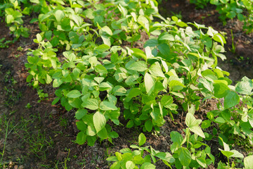 Green edamame field. In the field. Agricultural plot. Agriculture concept. Soya soybean