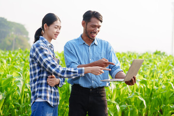 Couple of Asian farmer works and monitors the growth of corn plants in a corn field to prepare fertilizers to increase the yield of healthy, healthy corn, well-weighted maize.