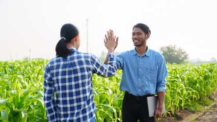 High five of Asian farmer works and monitors the growth of corn plants in a corn field to prepare fertilizers to increase the yield of healthy, healthy corn, well-weighted maize.