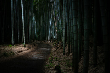 竹林の散歩道