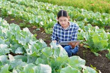 Beautiful Asian female gardener checking the age of a cauliflower plant before the harvest season. and take notes on clipboard paper Agriculture concept