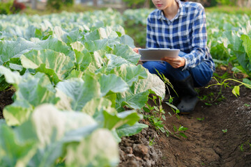 Beautiful Asian female gardener checking the age of a cauliflower plant before the harvest season. and take notes on clipboard paper Agriculture concept