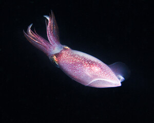 A Caribbean Reef Squid on a Blackwater Dive In West Palm Beach, Florida