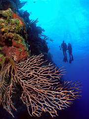 Fototapeta na wymiar A Woman and Her Teenage Daughter Scuba Dive with Black Coral Along the Bloody Bay Wall of Little Cayman