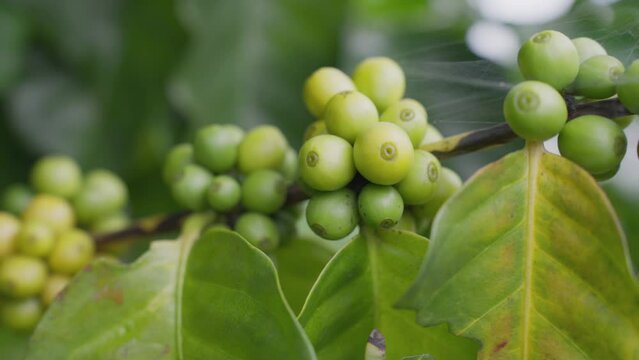 Green Coffee beans growing on Coffee tree branch, Coffee beans and leaves. Robusta beans coffee on the branch plantation in Thailand, Business and agriculture concept. Footage b roll.