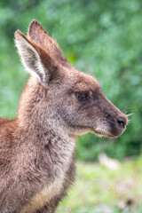 Eastern Grey Kangaoos