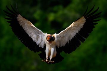King Vulture in flight landing on dark green background