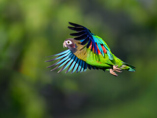Brown-hooded Parrot in flight against dark green background
