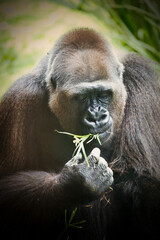 Strong and Majestic Silver-Back Gorilla