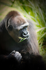 Obraz premium Strong and Majestic Silver-Back Gorilla