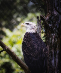 The Bald Eagle
