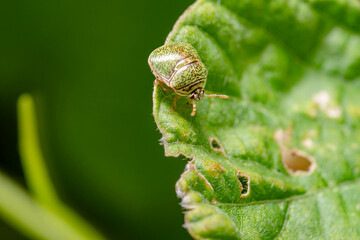 The kudzu bug, Megacopta cribraria is a shield bug that is native to Asia. This insect receives its name because its main host plant is kudzu, Pueraria montana (Fabaceae). However, kudzu bugs also fee