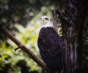 The Bald Eagle