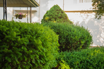 Fototapeta na wymiar Home Frontyard Landscaping Hedge foilage