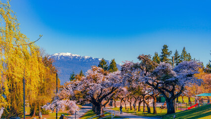 Tree-lined promenade of pink Spring blossoms at Burnaby Mountain Park, BC.