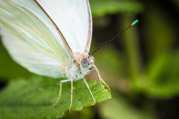 butterfly on a leaf