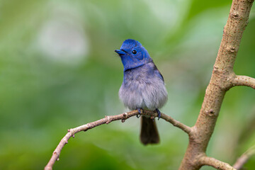 Close up of Black-naped Monarch ( Hypothymis azurea ) in real nature in Thailand