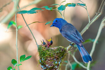 Close up of Black-naped Monarch ( Hypothymis azurea ) in real nature in Thailand