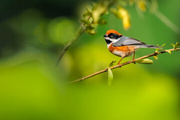 Beautiful bird, Black-throated Tit (Aegithalos concinnus) perching on a branch in nature Thailand