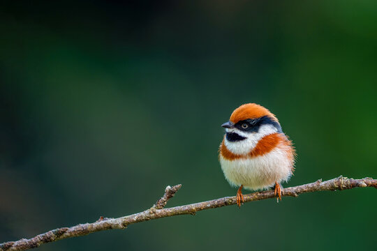 Beautiful bird, Black-throated Tit (Aegithalos concinnus) perching on a branch in nature Thailand