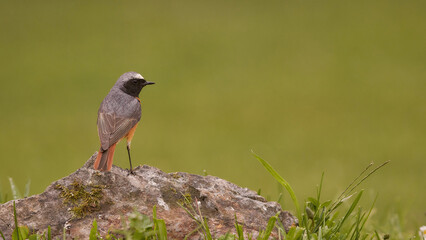 Male Redstart Looking Back