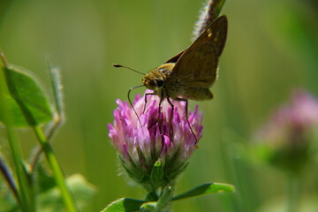 Pasture wildflowers