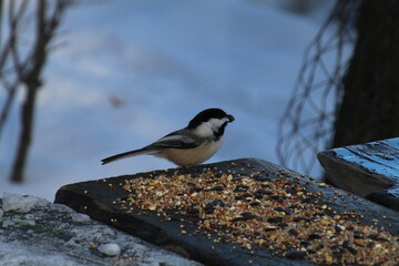 Feeding The Chickadee, Gold Bar Park, Edmonton, Alberta