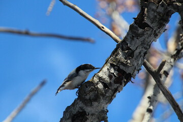 Nuthatch On the Tree, Gold Bar Park, Edmonton, Alberta