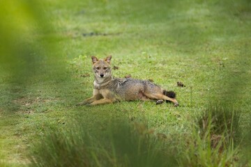 Sri Lanka wildlife, Golden jackal, Canis aureus, feeding scene on meadow, Wild dog behaviour scene in nature. Mountain animal in the habitat, 