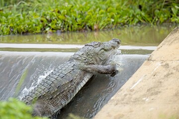 Snub Nosed Marsh Crocodile, mugger crocodile, (Crocodylus palustris) is a crocodilian native to...