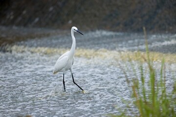 Little Egret (Egretta garzetta) walking around in the shallow pond water, chasing fish during a warm afternoon in the wetland. Water bird wildlife photography, birdwatching travel destination.