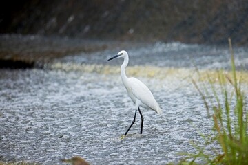 Little Egret (Egretta garzetta) walking around in the shallow pond water, chasing fish during a warm afternoon in the wetland. Water bird wildlife photography, birdwatching travel destination.