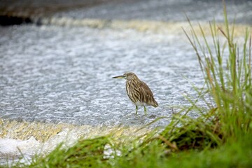 The Indian pond heron or paddybird (Ardeola grayii), Volavka Hnědohřbetá, Sri Lanka