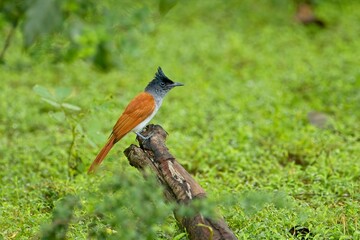 ndian paradise flycatcher, Terpsiphone paradisi is a medium-sized passerine bird native to Asia, It is native to the Indian subcontinent, Central Asia and Myanmar. Lejskovec Rajský, 